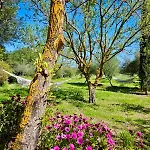 I Mandorli Di Dommos